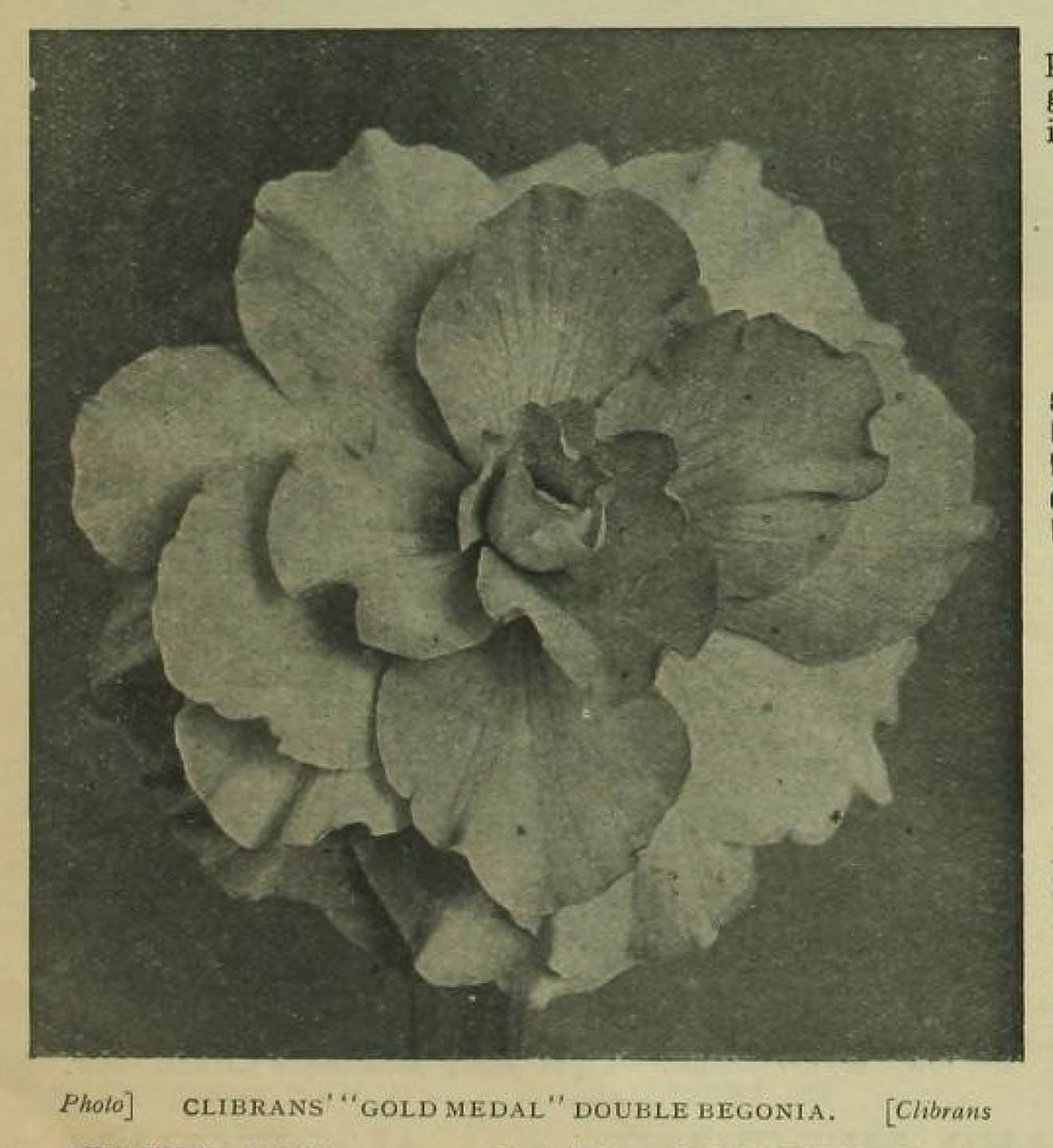 B. ‘Gold Medal’